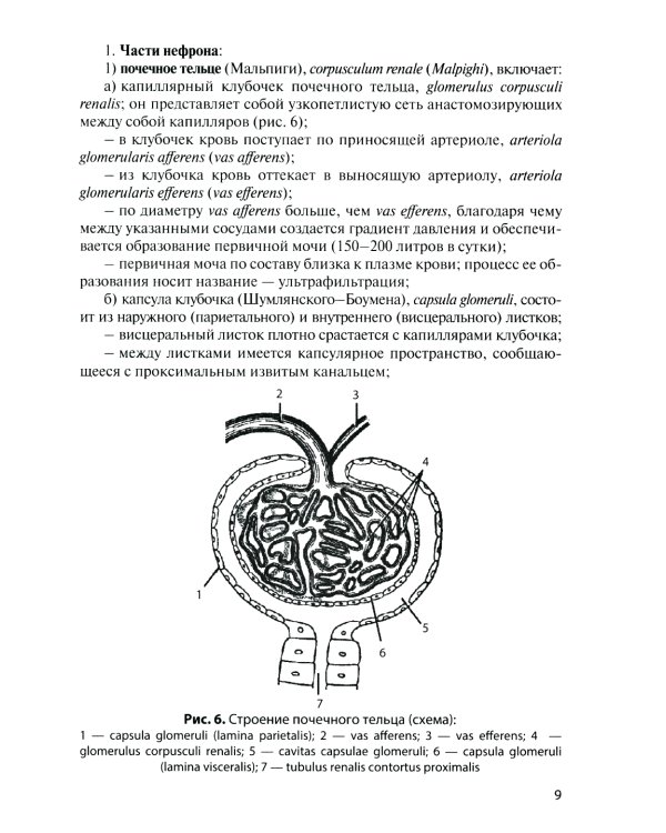 Анатомия органов мочеполовой системы: Учебное пособие. 13-е изд., перераб. и доп