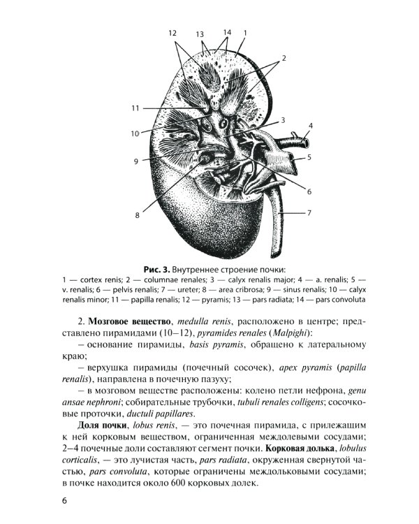 Анатомия органов мочеполовой системы: Учебное пособие. 13-е изд., перераб. и доп