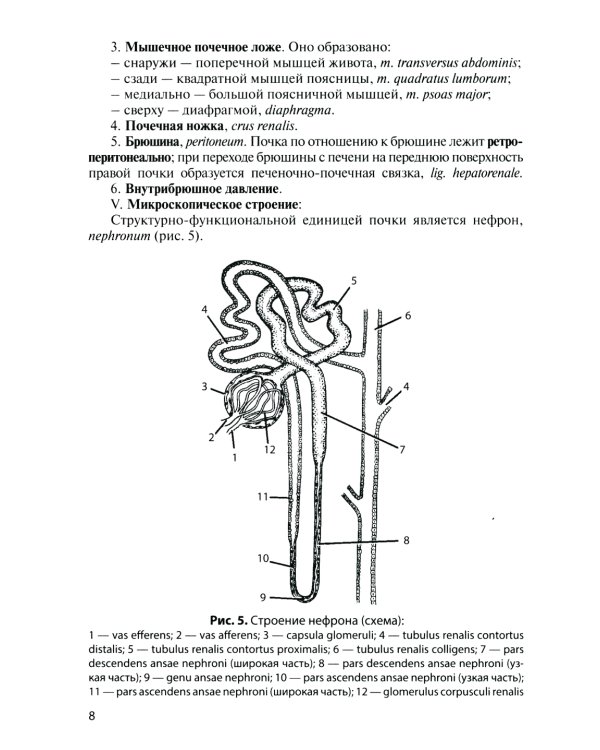 Анатомия органов мочеполовой системы: Учебное пособие. 13-е изд., перераб. и доп