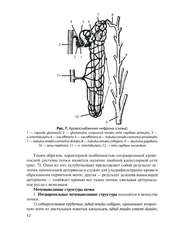 Анатомия органов мочеполовой системы: Учебное пособие. 13-е изд., перераб. и доп
