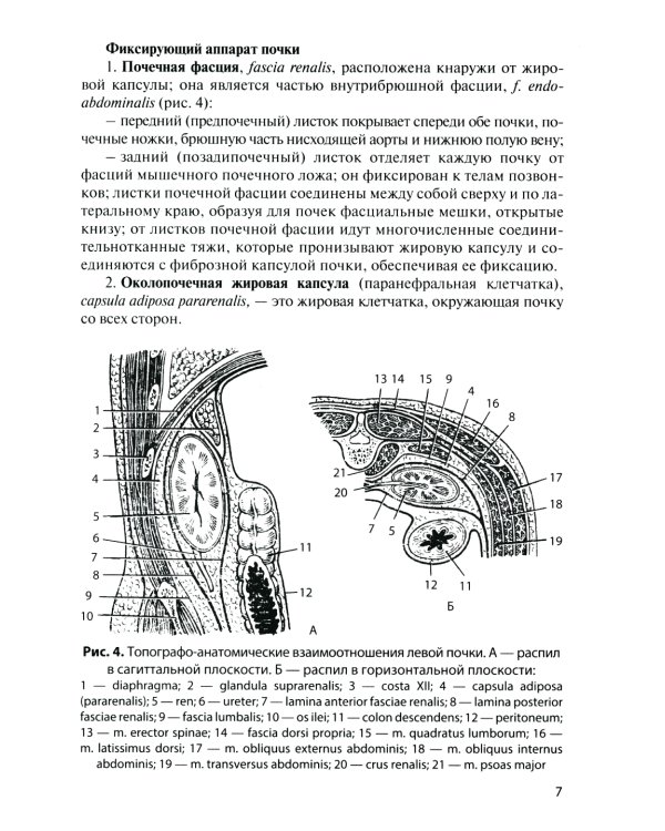 Анатомия органов мочеполовой системы: Учебное пособие. 13-е изд., перераб. и доп