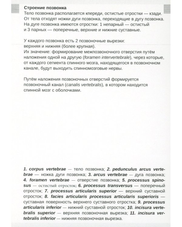 Визуальная анатомия человека. Остеология (карточки 51 шт.)