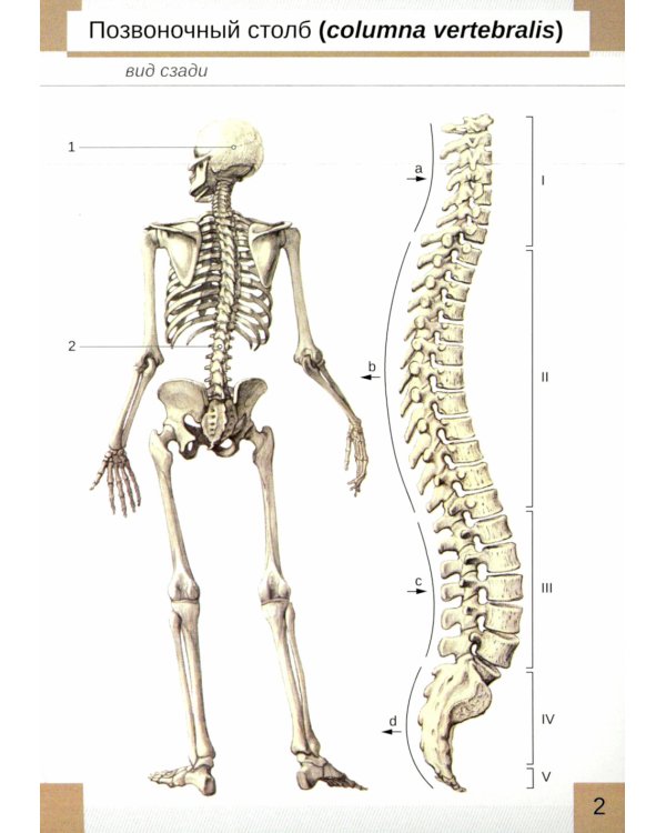 Визуальная анатомия человека. Остеология (карточки 51 шт.)