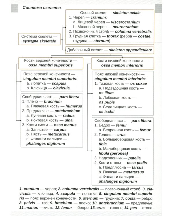 Визуальная анатомия человека. Остеология (карточки 51 шт.)