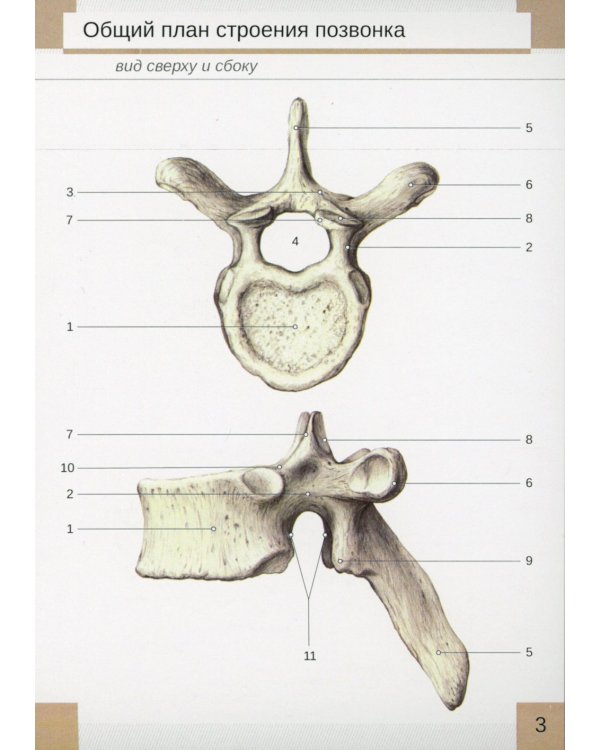 Визуальная анатомия человека. Остеология (карточки 51 шт.)