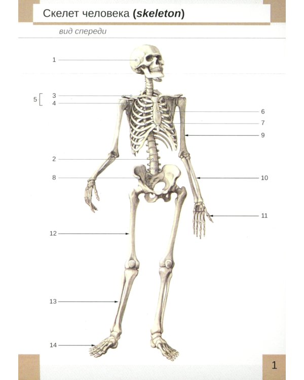 Визуальная анатомия человека. Остеология (карточки 51 шт.)