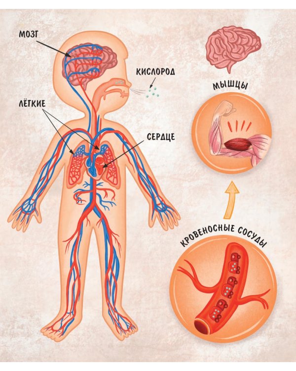 Моя сильная кровь