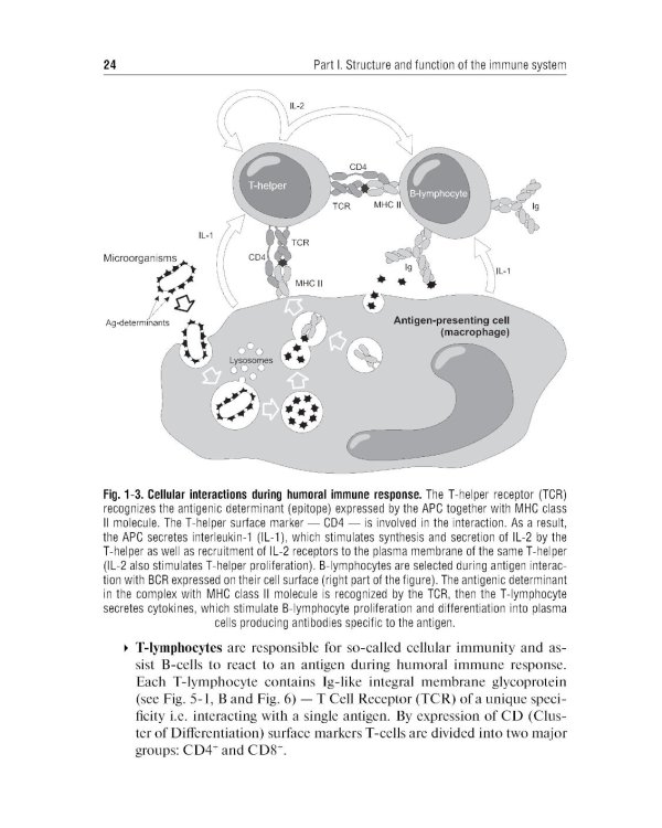 Immunology = Иммунология: textbook. 2-е изд., перераб.: на англ.яз