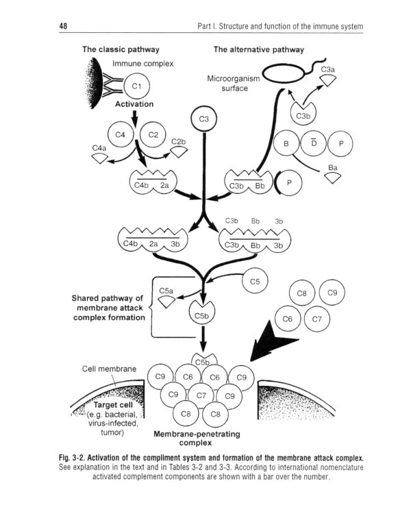 Immunology = Иммунология: textbook. 2-е изд., перераб.: на англ.яз