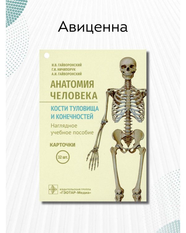 Анатомия человека. Кости туловища и конечностей. Карточки