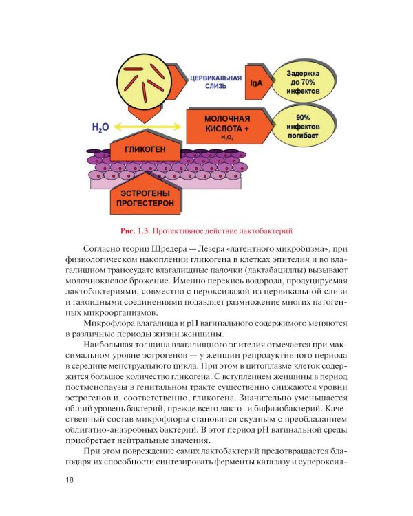 Норма и патология вульвы, влагалища и шейки матки: Учебник