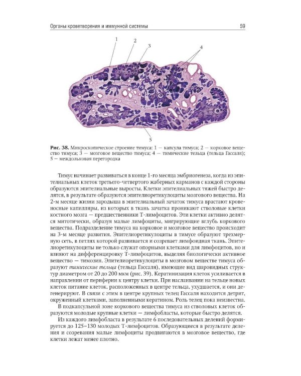 Анатомия человека: Учебник: в 2 т. Т. 2