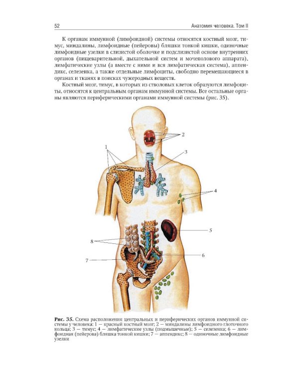 Анатомия человека: Учебник: в 2 т. Т. 2