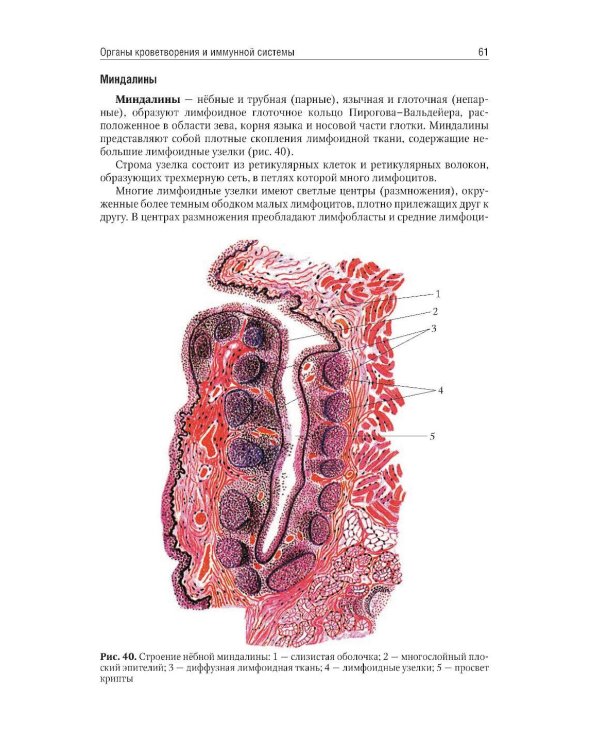 Анатомия человека: Учебник: в 2 т. Т. 2