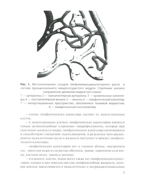 Лимфатическая система. Кровообращение у плода: Учебное пособие. 2-е изд