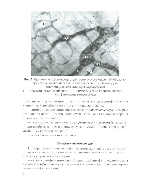 Лимфатическая система. Кровообращение у плода: Учебное пособие. 2-е изд