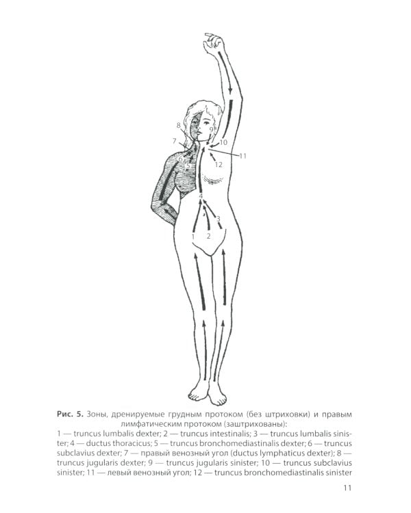 Лимфатическая система. Кровообращение у плода: Учебное пособие. 2-е изд