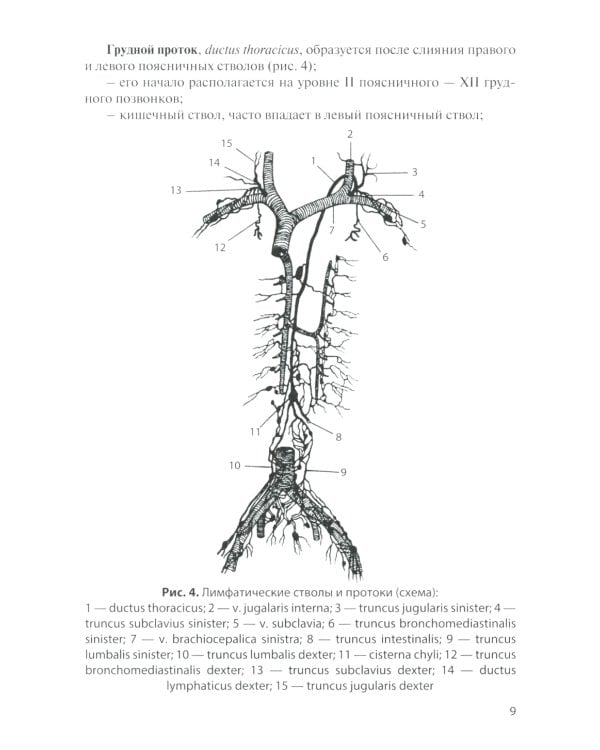 Лимфатическая система. Кровообращение у плода: Учебное пособие. 2-е изд