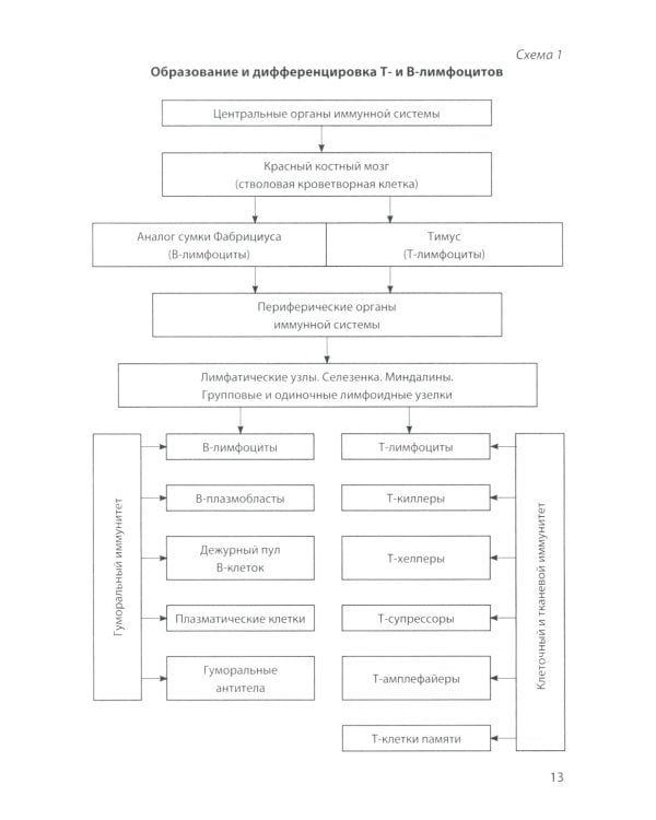 Лимфатическая система. Кровообращение у плода: Учебное пособие. 2-е изд