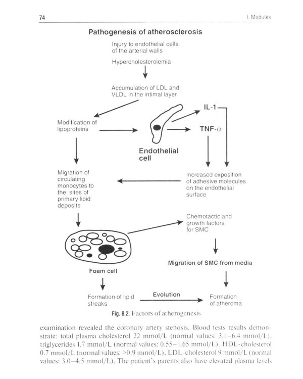 Pathophysiology: сoncise lectures, tests, cases: tutorial guide = Патофизиология. Курс лекций, тесты, задачи