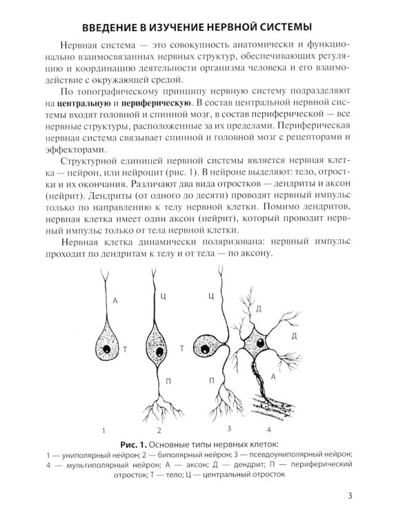 Анатомия центральной нервной системы. Краткий курс: Учебное пособие. 15-е изд., перераб. и доп