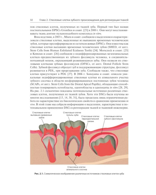 Регенеративная стоматология. Научно обоснованный подход