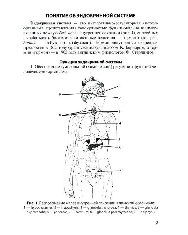 Функциональная анатомия эндокринной системы: Учебное пособие. 10-е изд., доп. и испр