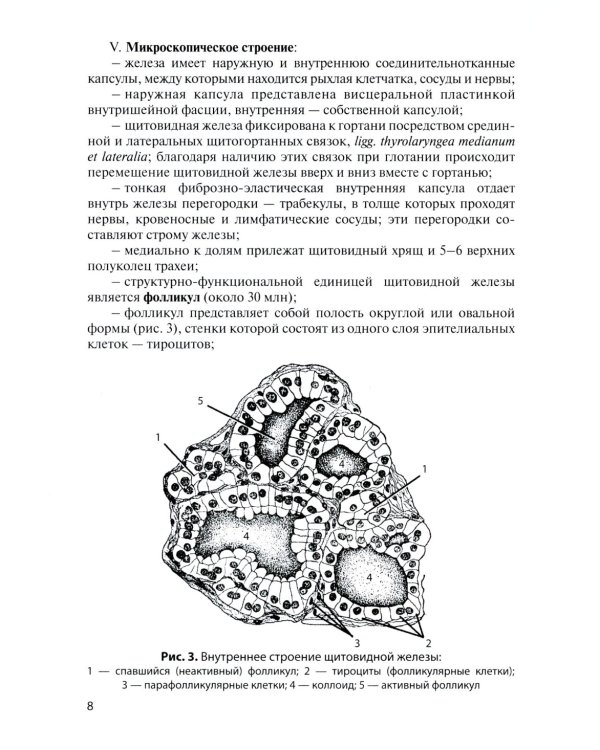 Функциональная анатомия эндокринной системы: Учебное пособие. 10-е изд., доп. и испр
