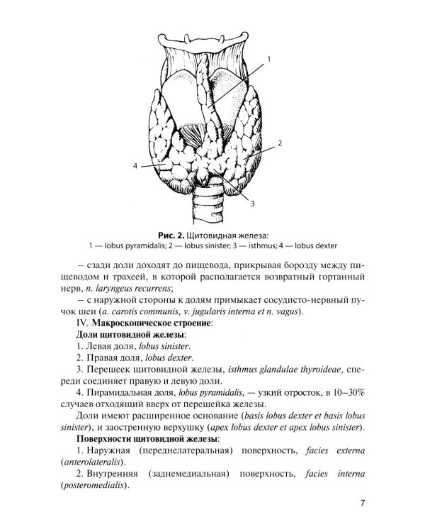 Функциональная анатомия эндокринной системы: Учебное пособие. 10-е изд., доп. и испр