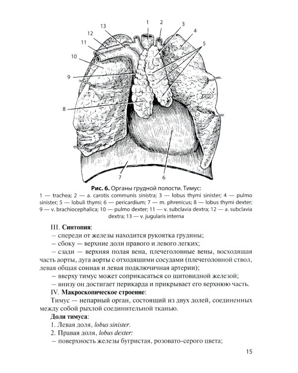 Функциональная анатомия эндокринной системы: Учебное пособие. 10-е изд., доп. и испр