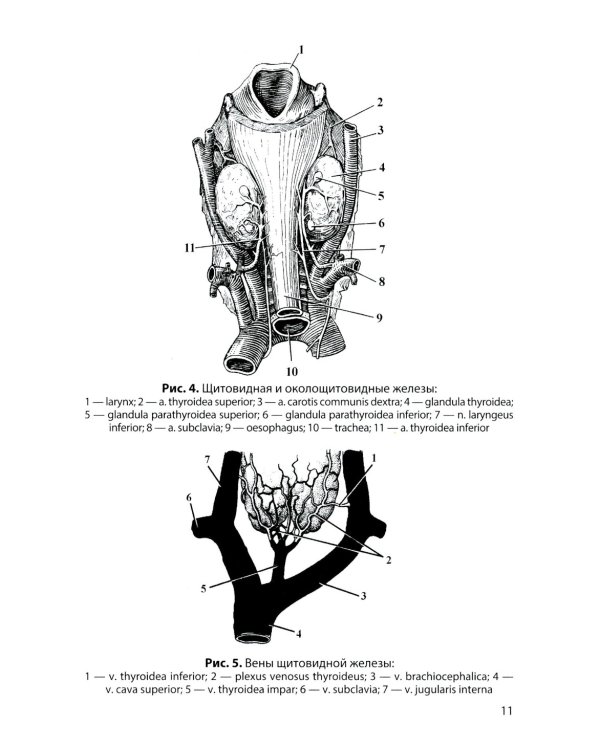 Функциональная анатомия эндокринной системы: Учебное пособие. 10-е изд., доп. и испр