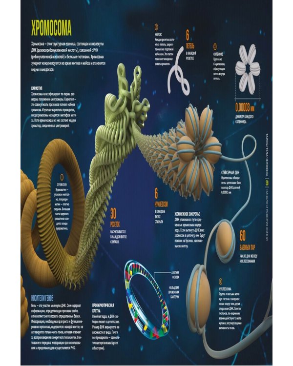 Тайны тела человека. Большая иллюстрированная энциклопедия