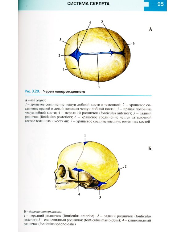 Атлас анатомии и физиологии человека: Учебное пособие. 3-е изд