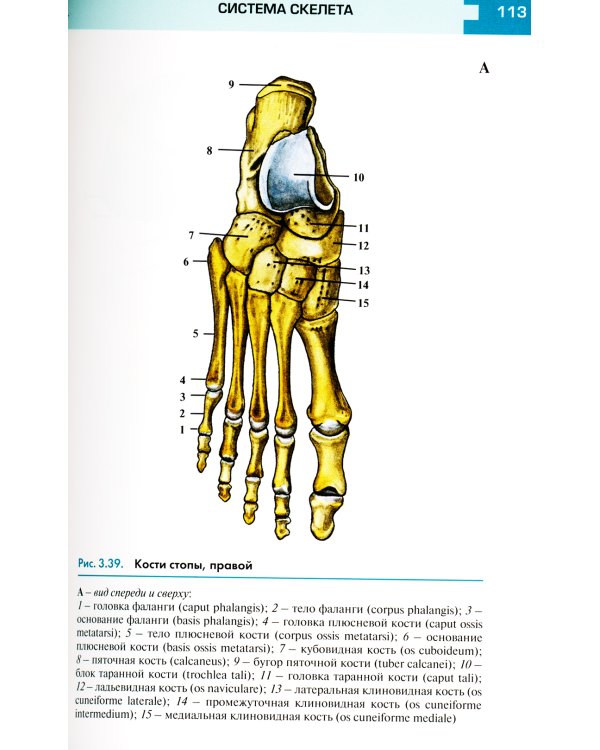 Атлас анатомии и физиологии человека: Учебное пособие. 3-е изд
