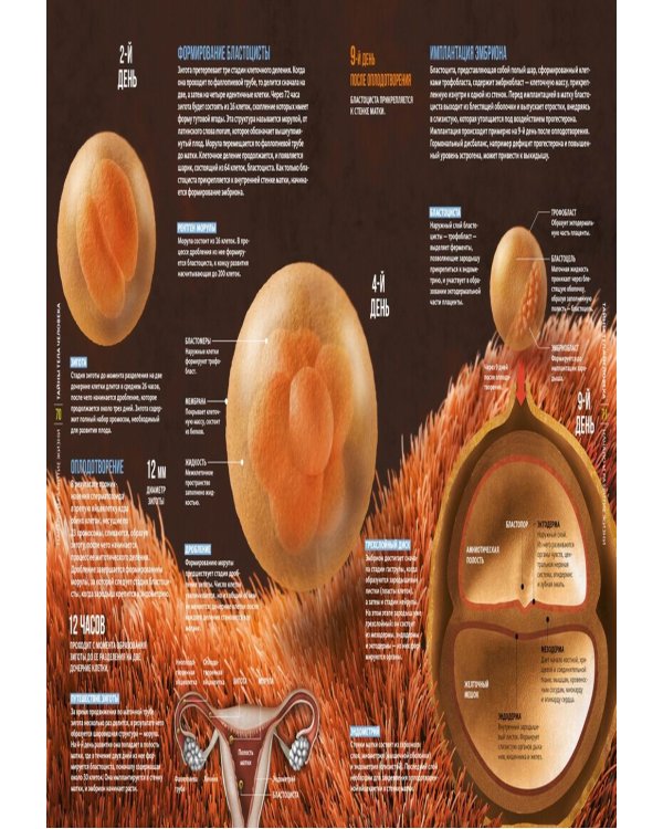 Тайны тела человека. Большая иллюстрированная энциклопедия