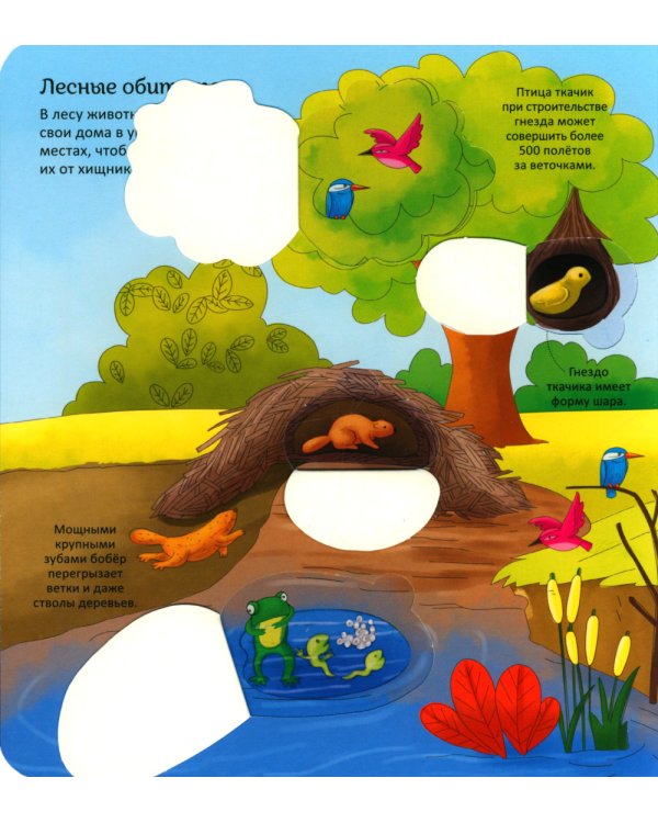 Животные. Энциклопедия с окошками