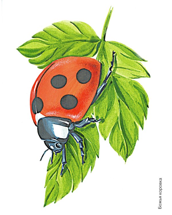 Насекомые в картинках. Наглядное пособие для педагогов, логопедов, воспитателей и родителей