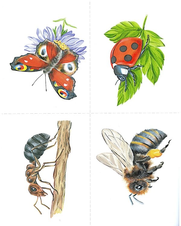 Насекомые в картинках. Наглядное пособие для педагогов, логопедов, воспитателей и родителей