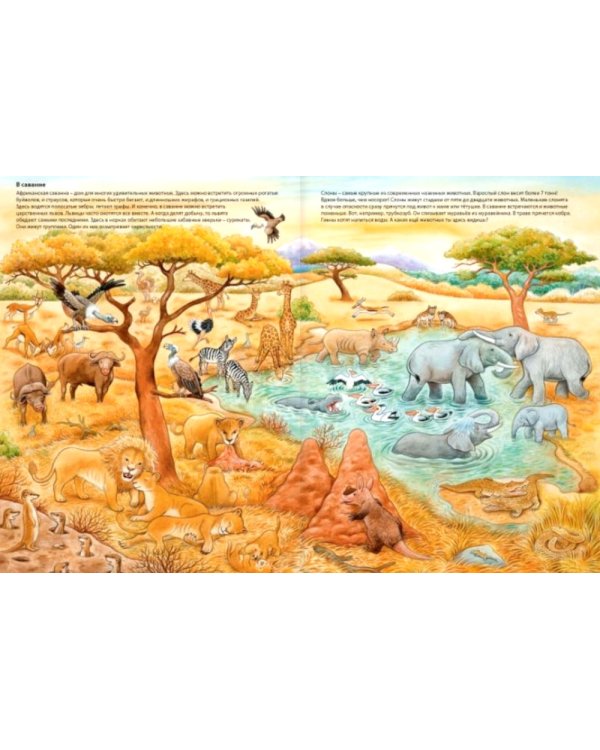 Мир животных