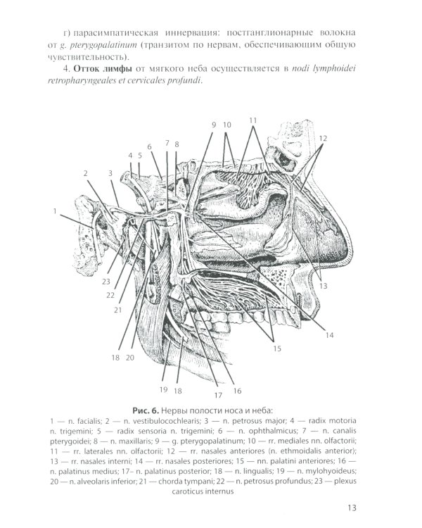 Сосуды и нервы внутренних органов: Учебное пособие. 11-е изд., перераб. и доп