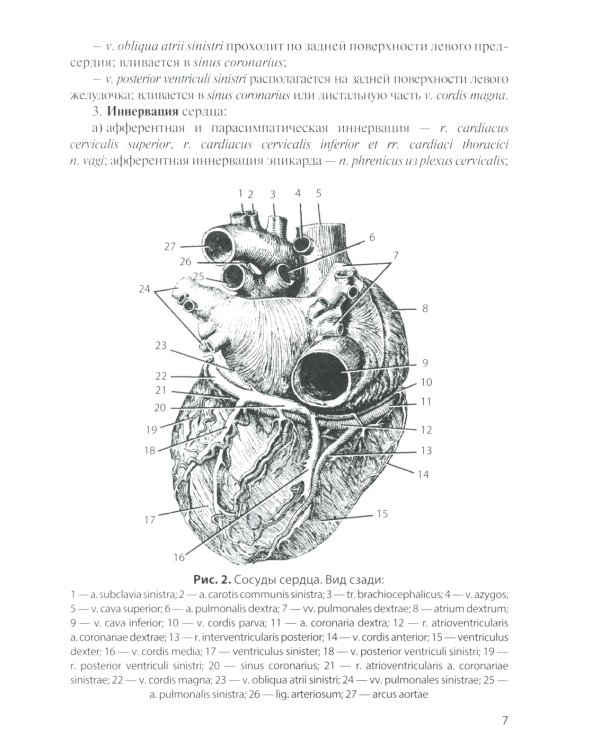 Сосуды и нервы внутренних органов: Учебное пособие. 11-е изд., перераб. и доп