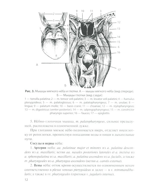 Функциональная анатомия органов пищеварительной системы (строение, кровоснабжение, иннервация, лимфоотток): Учебное пособие. 13-е изд., перераб. и доп