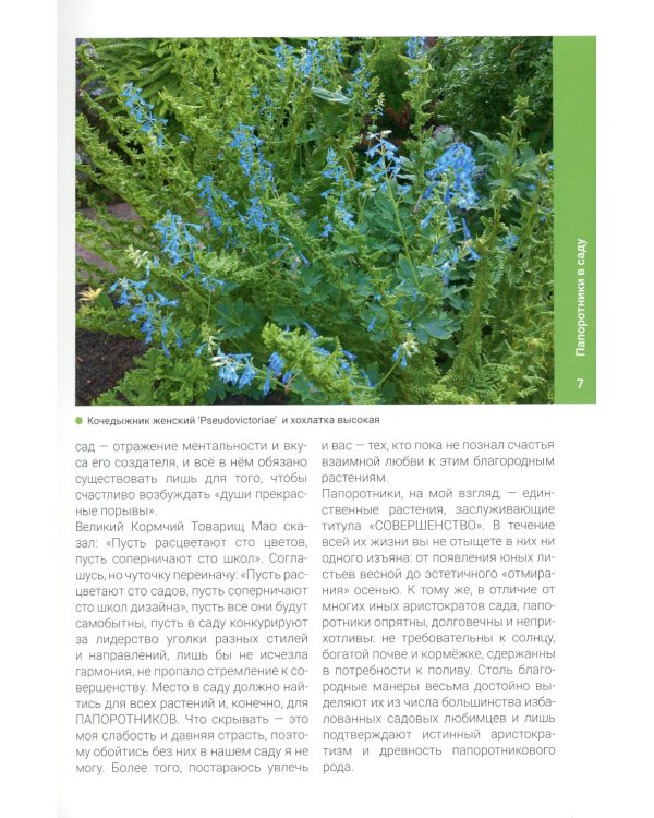 Папоротники в саду