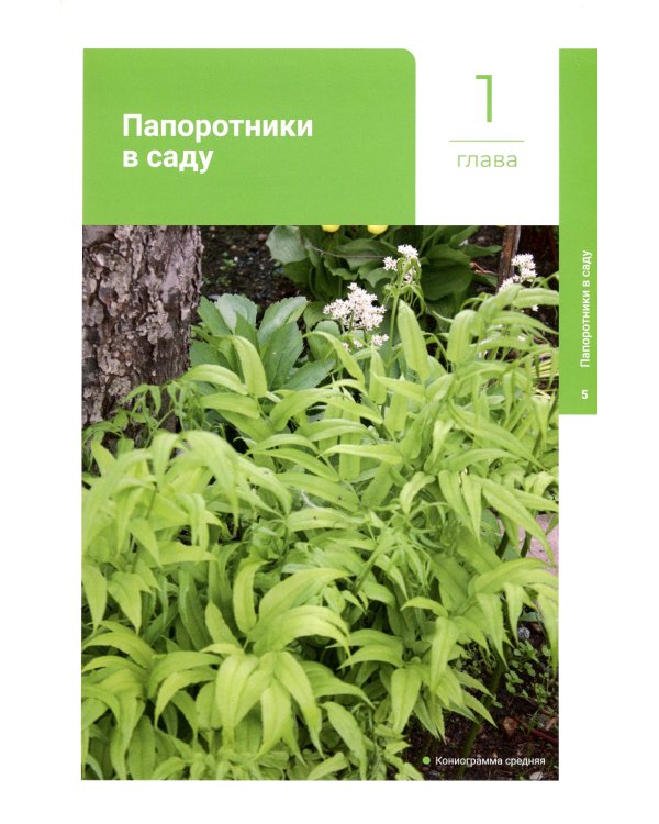 Папоротники в саду