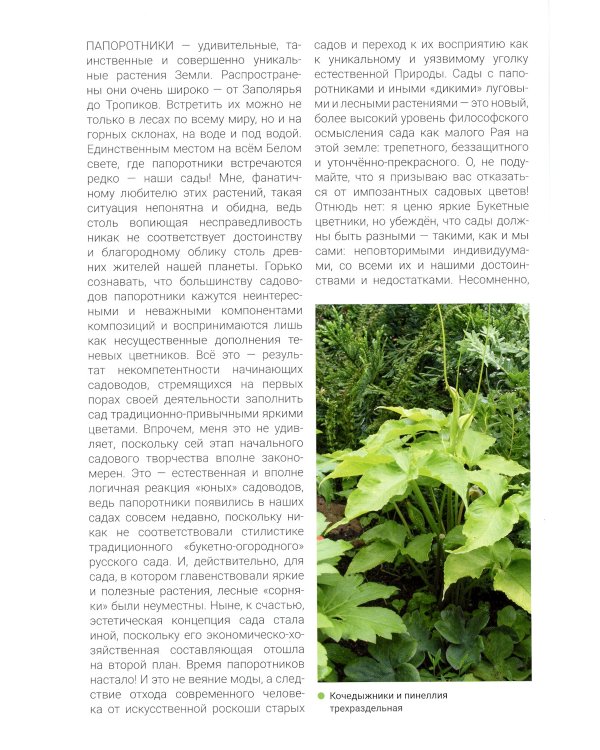 Папоротники в саду