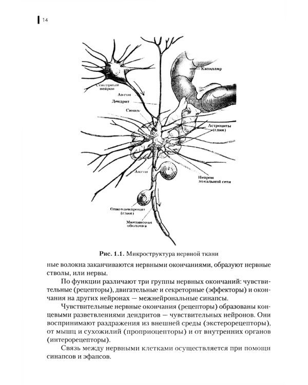 Нейрофизиология. Основы курса: Учебное пособие