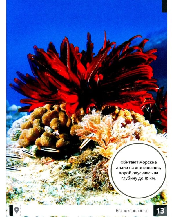 Необычные животные: энциклопедия