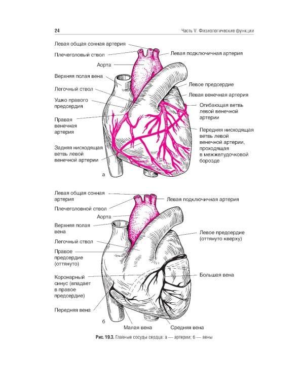 Нормальная физиология: учебник: В 2 т. Т. 2