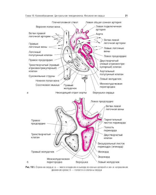 Нормальная физиология: учебник: В 2 т. Т. 2