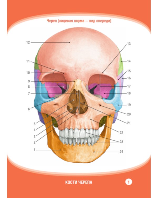 Анатомия человека. Кости черепа. Карточки + кольцо для стяжки карточек: наглядное учебное пособие